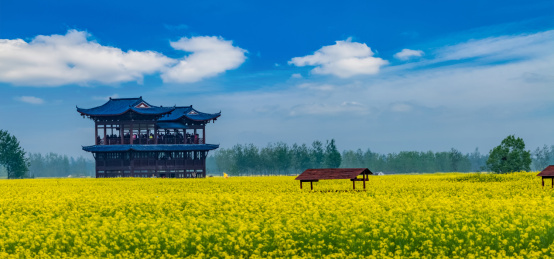 江苏省兴化市垛田油菜花自然生态景观