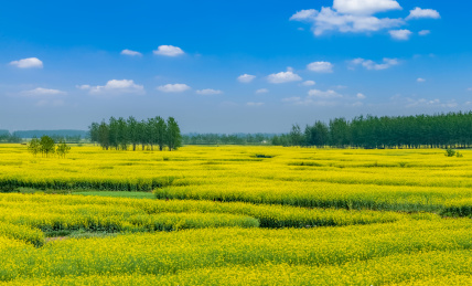 江苏省兴化市垛田油菜花自然生态景观