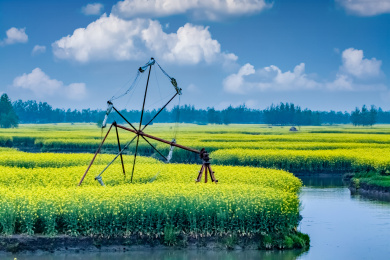 江苏省兴化市垛田油菜花自然生态景观