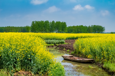 江苏省兴化市垛田油菜花湿地自然景观
