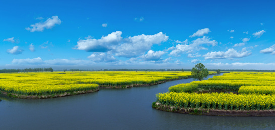 江苏省兴化市垛田油菜花湿地自然景观