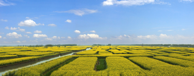 江苏省兴化市垛田油菜花湿地自然景观