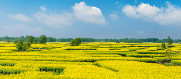 江苏省兴化市垛田油菜花自然生态景观