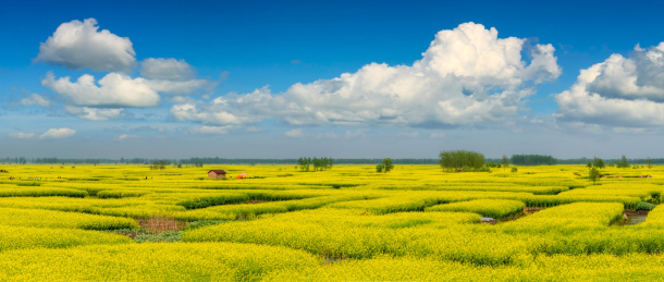 江苏省兴化市垛田油菜花自然生态景观