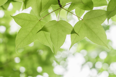 春天嫩绿的三个角的树叶,叶子,枫叶,清新风格