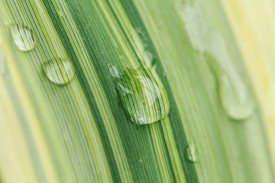 吸附在黄绿色草叶上的水珠，水滴