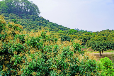 荔枝果林/龙眼果林