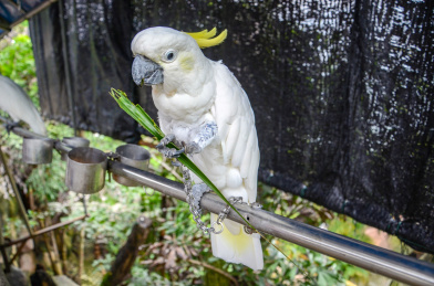 一只白色金刚鹦鹉 鸟