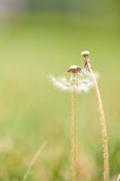 种子飘散后两株老去落寞的蒲公英
