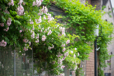 老门东街区景观