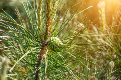 正在成长的绿色松球