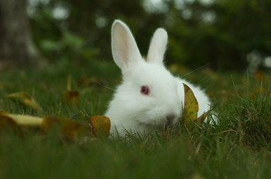 白兔子动物特写 兔子