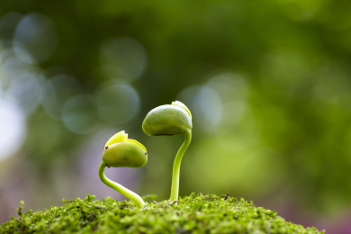 特写小芽生长的 芽