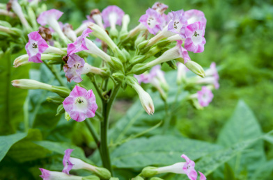 春天盛开的艳丽的烟草花