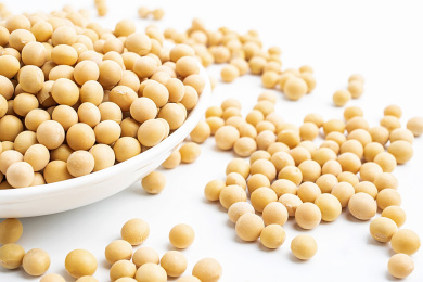 白背景上的黄豆/中国东北非转基因大豆