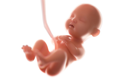 至少5个月大的胎儿素材，初具人形的胚胎，三维插图。