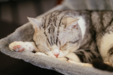 打瞌睡的小猫咪 动物