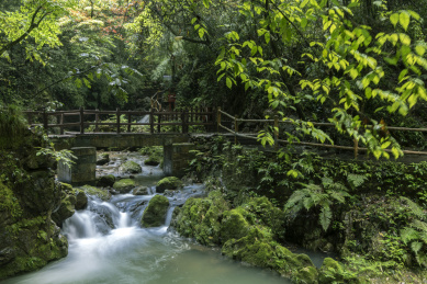 林中小溪风景 河岸带