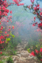 户外杜鹃花景观