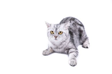 特写黑灰条纹美国短毛猫白色背景分离