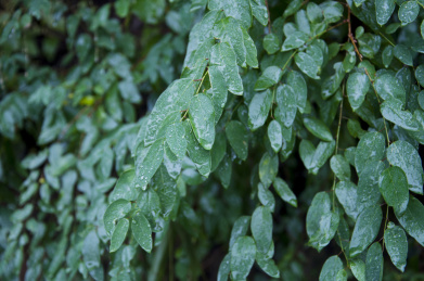 湿润的青色树叶 植物