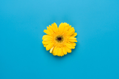 蓝色背景上的一朵黄色太阳花