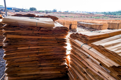 木材加工厂里晾晒的加工的板材板皮