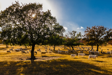 锡林郭勒河流草原放牧全景风光