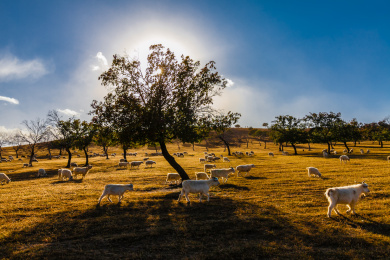 锡林郭勒河流草原放牧全景风光