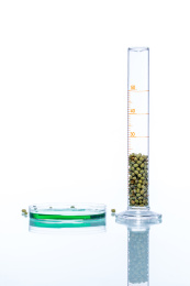 绿豆遗传修饰，植物细胞的生物技术
