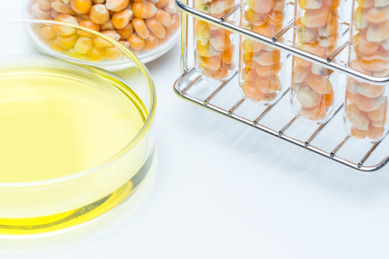 研究玉米能源，生物燃料和转基因生物实验室，在培养皿黄色液体
