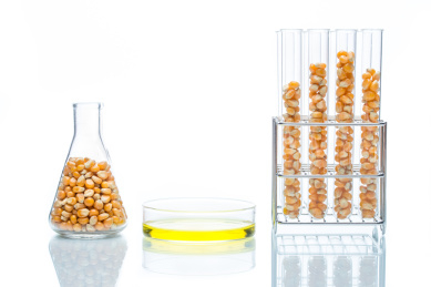 研究玉米能源，生物燃料和转基因生物实验室，在培养皿黄色液体