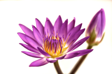 夏天的感觉，盛开的睡莲