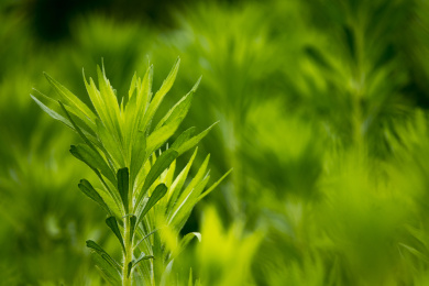柳蒿植物特写