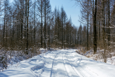 下完雪后树林中的积雪小路