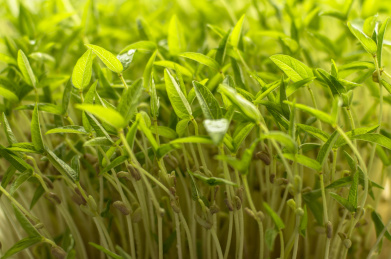 绿色豆芽生长 豆芽