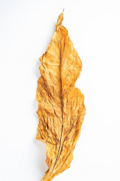 云南上等k326烟叶/白背景上一片金黄色的干烟叶