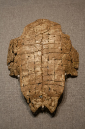 龟壳上的甲骨文 中国