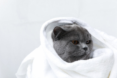 白色背景下浴巾包裹的可爱的英短蓝猫小猫咪