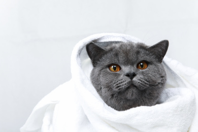 白色背景下浴巾包裹的可爱的英短蓝猫小猫咪