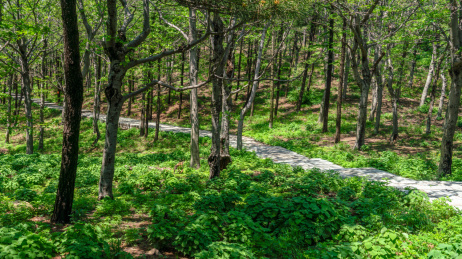 森林公园 温带阔叶混交林