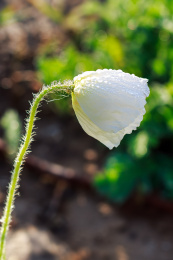 虞美人 花苞 花蕾