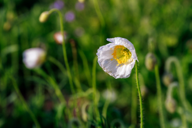 虞美人 花苞 花蕾
