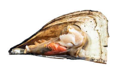 白背景上的新鲜剖壳长带子