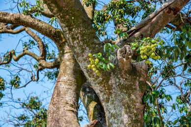 百年老荔枝树上长满了荔枝