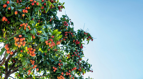 荔枝树上结满了红色荔枝/广东桂味荔枝