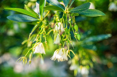 夏季盛开的水石榕花朵