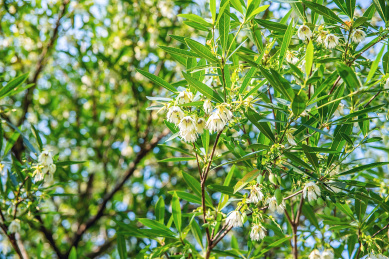 夏季盛开的水石榕花朵