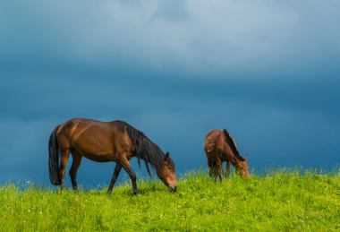 那拉提草原风景