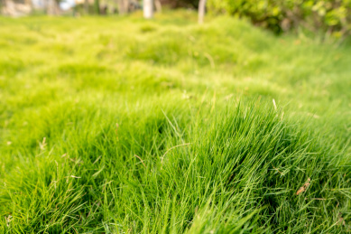 长势良好的草坪近距离特写
